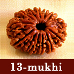 rudraksha 13